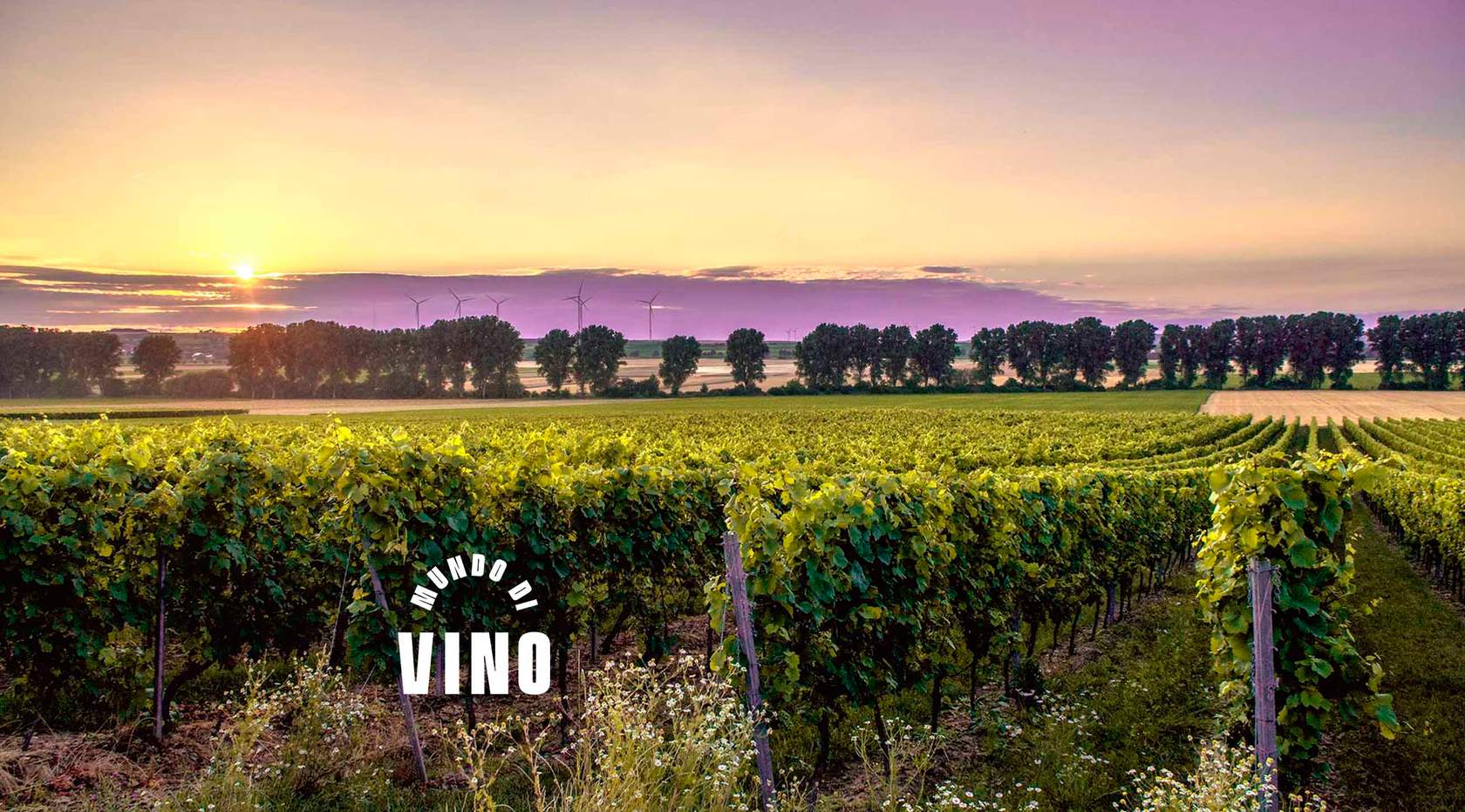 Lección 4: Factores que Determinan la Calidad del Vino