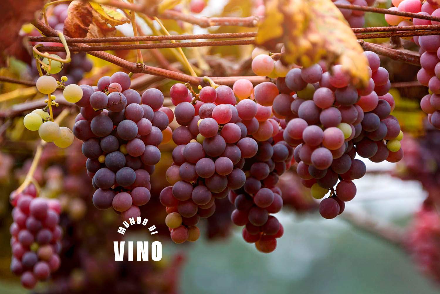 Lección 5: Partes de la Planta y Principales Componentes de la Uva