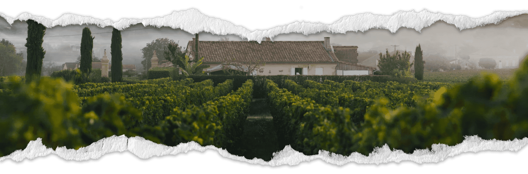 Lección 6: Procesos de Elaboración de Vinos